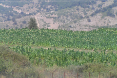 Φωτογραφίες καλλιέργειας καπνού από την περιοχή Αγρινίου και Κατούνας.  Οι φωτογραφίες έχουν ληψθεί τον Ιούλιο και Αύγουστο του 2005 από τον Γιώργο Ιωάννου.