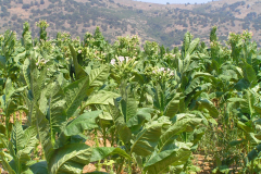 Φωτογραφίες καλλιέργειας καπνού από την περιοχή Αγρινίου και Κατούνας.  Οι φωτογραφίες έχουν ληψθεί τον Ιούλιο και Αύγουστο του 2005 από τον Γιώργο Ιωάννου.